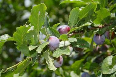 Plums on the tree clipart