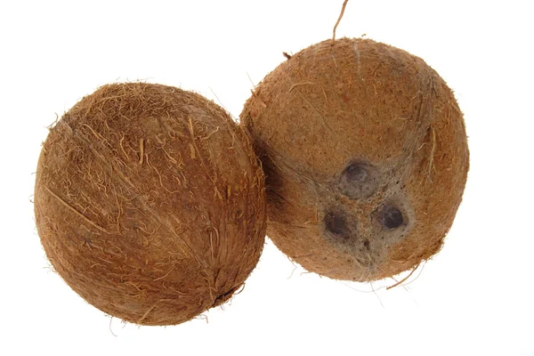 Zwei Kokosnüsse — Stockfoto