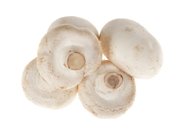 Cogumelos de botão — Fotografia de Stock
