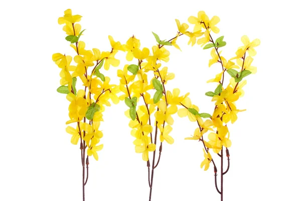 Forsythia Flowers — Stock Photo, Image
