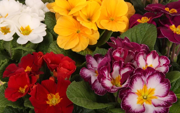 Flowers, Primrose — Stock Photo, Image
