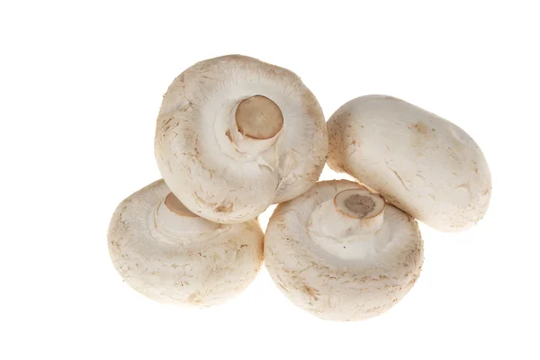 Button mushrooms — Stock Photo, Image