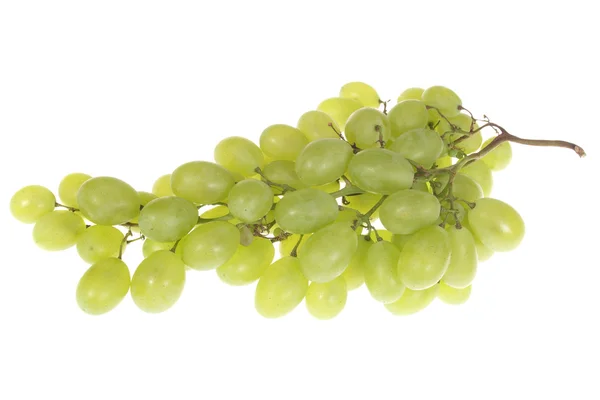 Ramo de uvas verdes — Foto de Stock