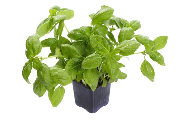 Fresh Basil In The Flower-Pot — Stock Photo, Image