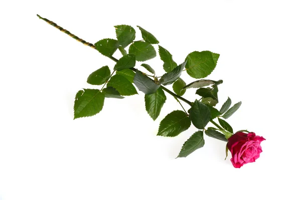 Красива червона троянда на білому — стокове фото
