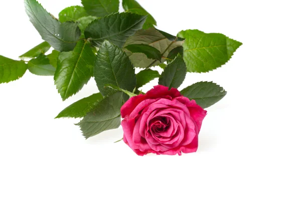 Beautiful Red Rose — Stock Photo, Image