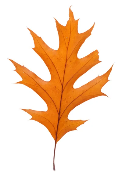 Dry Oak Leaf — Stock Photo, Image