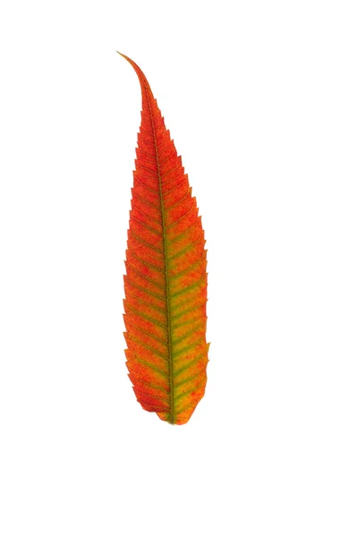 Autumn Leaves — Stock Photo, Image