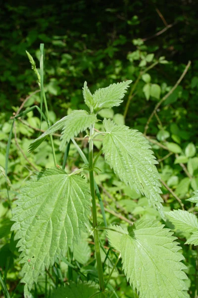 stock image Nettle