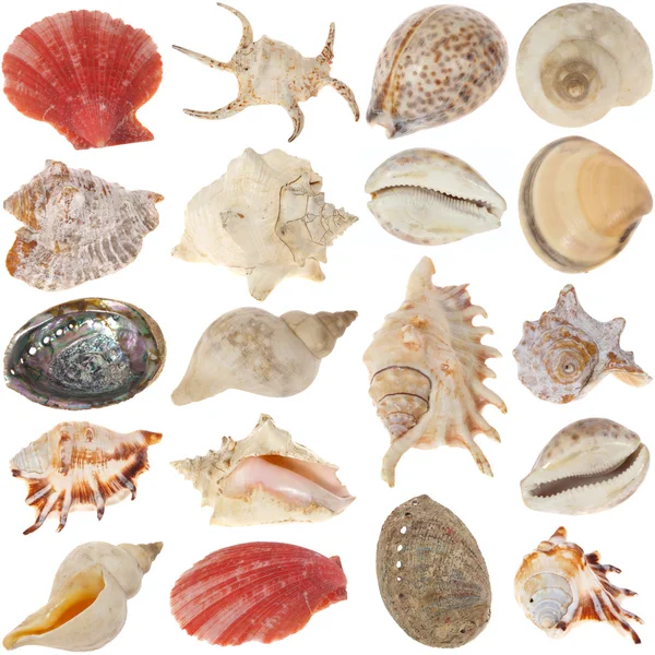 Conjunto de conchas — Fotografia de Stock