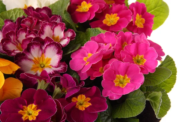 Flowers, Primrose — Stock Photo, Image