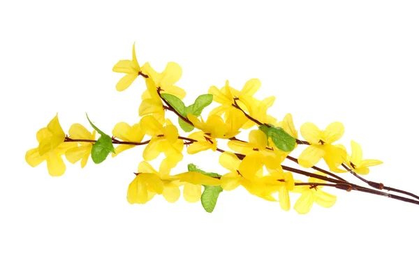 Forsythia Flowers — Stock Photo, Image