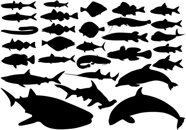 Conjunto de vetor de peixe — Vetor de Stock