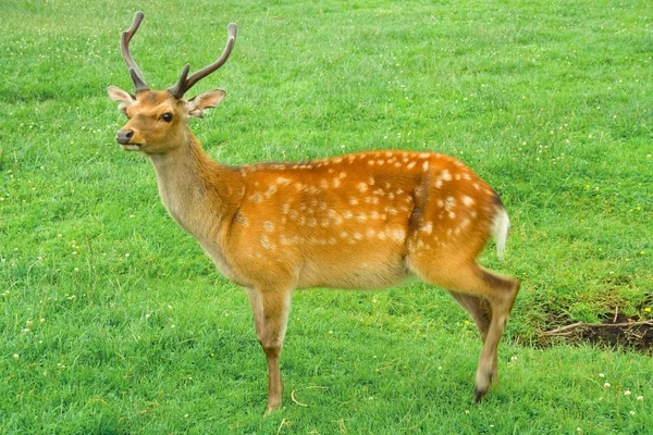 stock image Deer