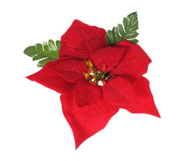 Poinsettia clipart