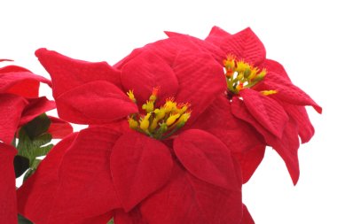 Poinsettia clipart