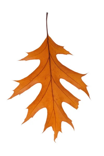 乾燥オークの葉 — ストック写真