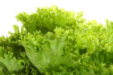 Green Lettuce clipart