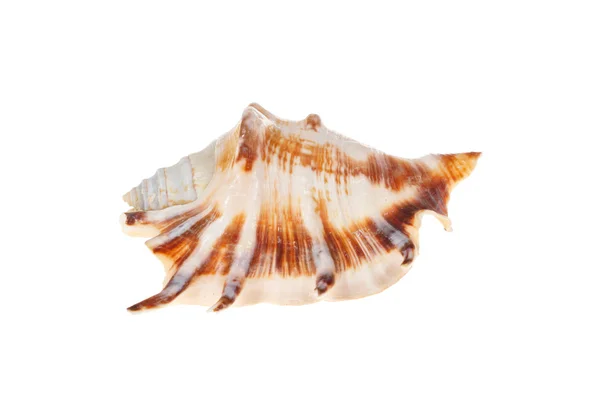 One shell — Stock Photo, Image