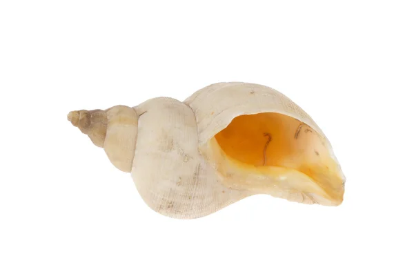 One shell — Stock Photo, Image