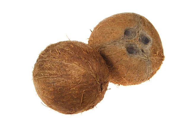 Zwei Kokosnüsse die — Stockfoto