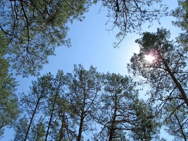 许多绿色的松树，蓝蓝的天空和太阳 — 图库照片