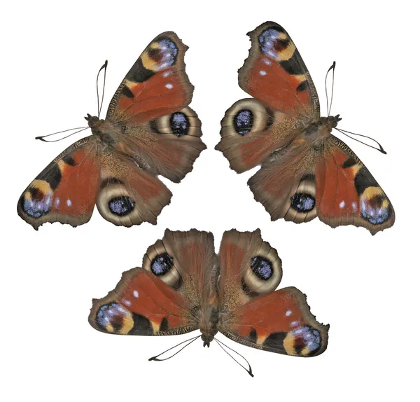 Яскравий барвистий метелик, комаха, жуки — стокове фото