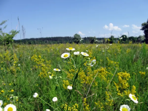 Wilde Kamille und grünes Gras, Sommer — Stockfoto