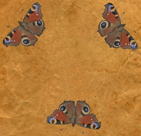 Старий старовинний коричневий папір текстура, комаха — стокове фото