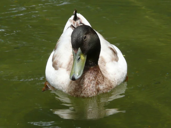 Yeşil suda ördek — Stok fotoğraf