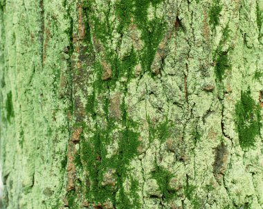 Ağaç kabuğunun dokusu