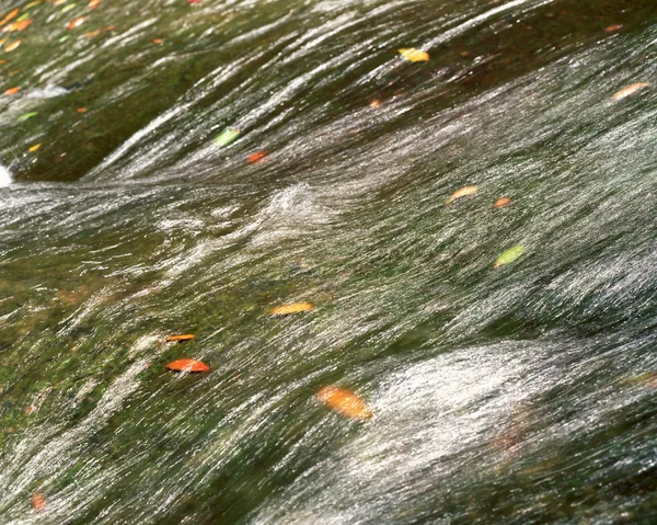 green and yellow water drops on the surface of a river
