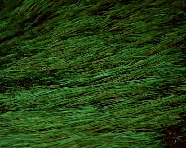 緑の草の質感背景クローズアップ — ストック写真
