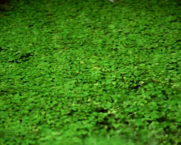 stock image green moss texture background