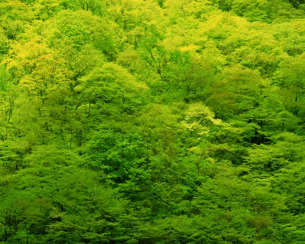 Dağlardaki yeşil orman