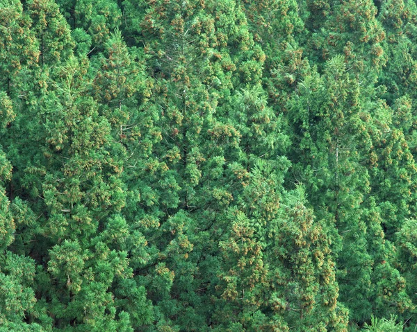Ormandaki ağaçta yeşil yosun
