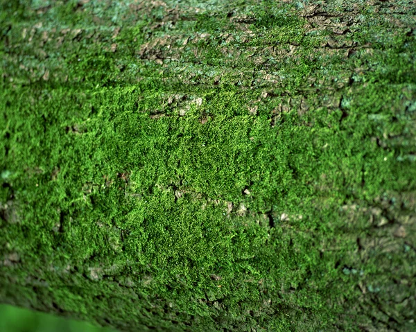 Πράσινα Βρύα Στο Έδαφος — Φωτογραφία Αρχείου