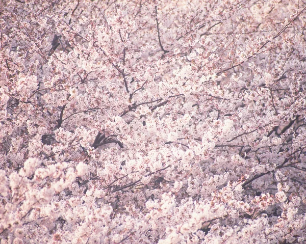 春の美しい桜 — ストック写真