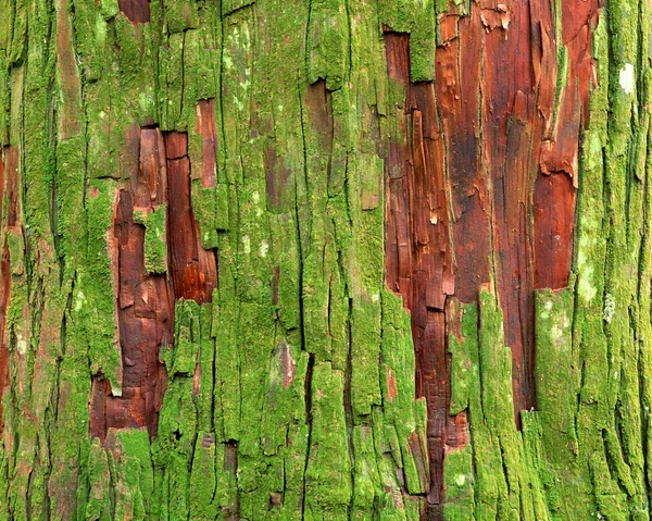 绿色苔藓的旧木制栅栏 — 图库照片