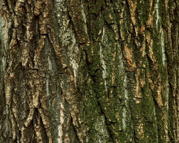 Eski ağaç kabuğu dokusu