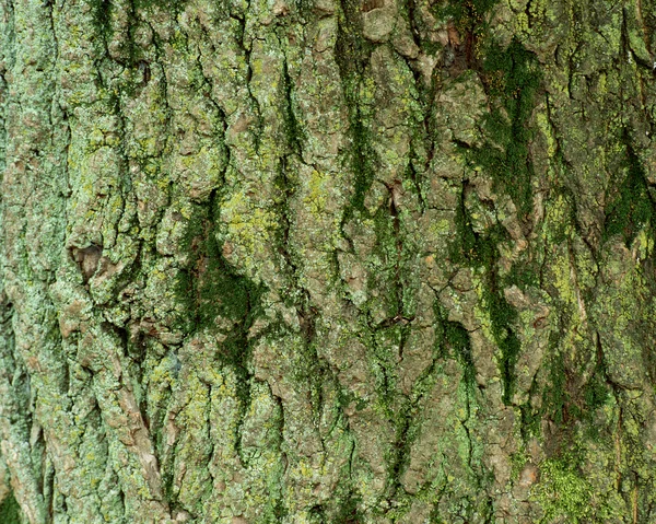 Tree Bark Texture Background — Stock Photo, Image