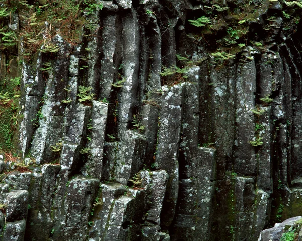 Ormandaki eski taş duvar