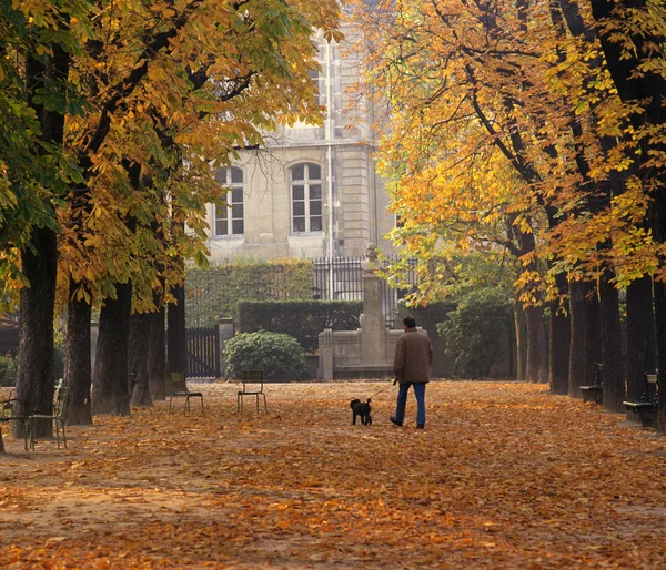 stock image autumn landscape with a dog in the park