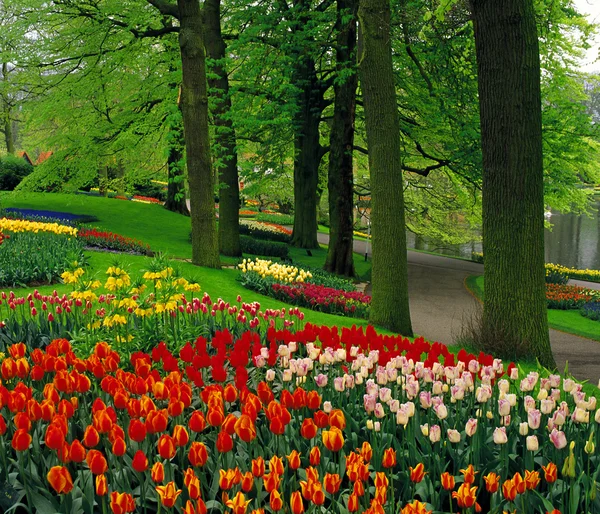 Hermosos Tulipanes Parque — Foto de Stock