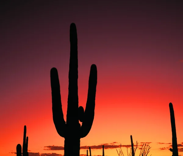 落日在沙漠中 — 图库照片