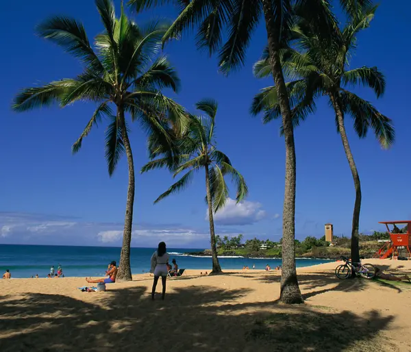 Palmiye ağaçları ve mavi gökyüzü olan güzel sahil