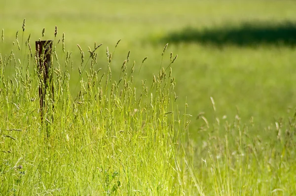 Stock image Meadow