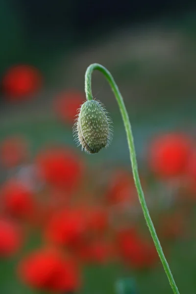 小红杂草 — 图库照片
