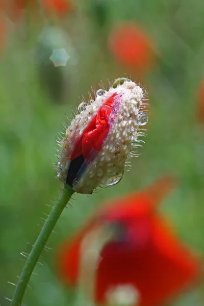 Petite mauvaise herbe rouge — Photo