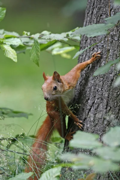 Wild squirrel — Stock Photo, Image